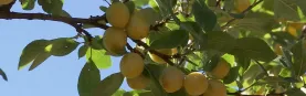 Vegafruits