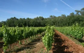 viticulture-observatoire-regional-2