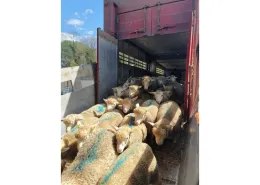 Transport ovins