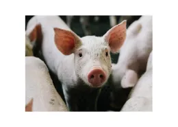 Porc