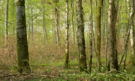 Déforestation