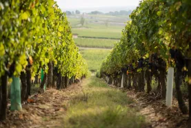 Vignes - Vignerons Coopérateurs