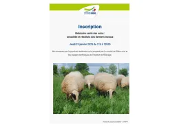 webinaire santé des ovins idele