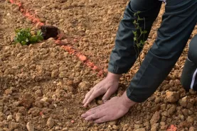 Plantation d'arbres dans un parcours