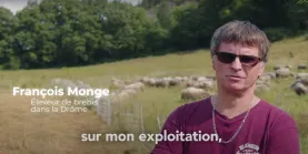 luzerne et moutons