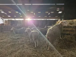 Attractivité des métiers - filière ovine