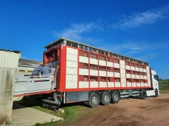 Transport animaux - Porcs