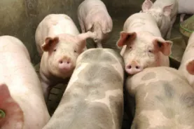 porc - élevage - canicule