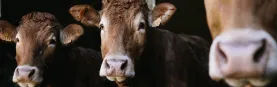 Bovins.jpg