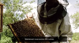 Capture compagnons du miel.JPG