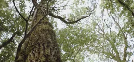 bandeau site unisylva.JPG