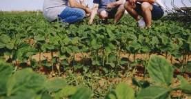 Capture océalia.JPG