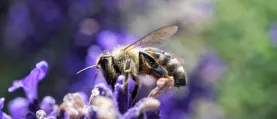 abeille-lavande-provence-miel-coopérative.png