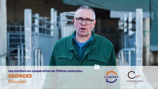 Georges, bouvier en abattoir