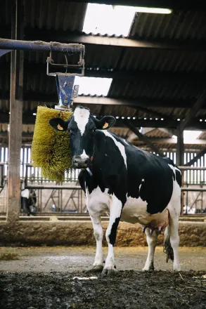 la coopération Laitière vache