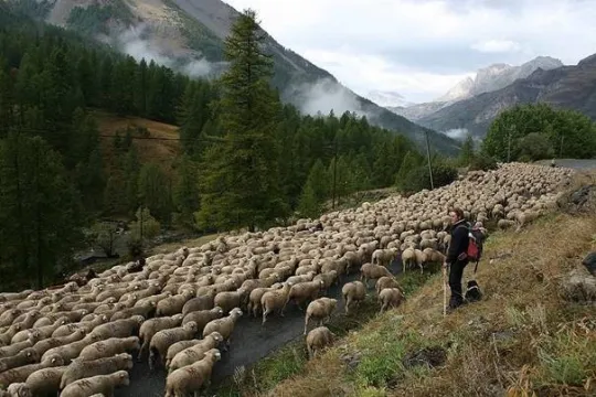 Transhumance