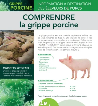 fiche porcs