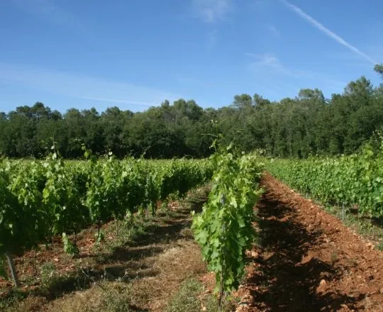 projet-territoire-viticole-terre-adonis