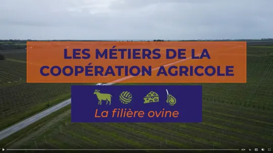 Vidéo métiers en coopérative ovine