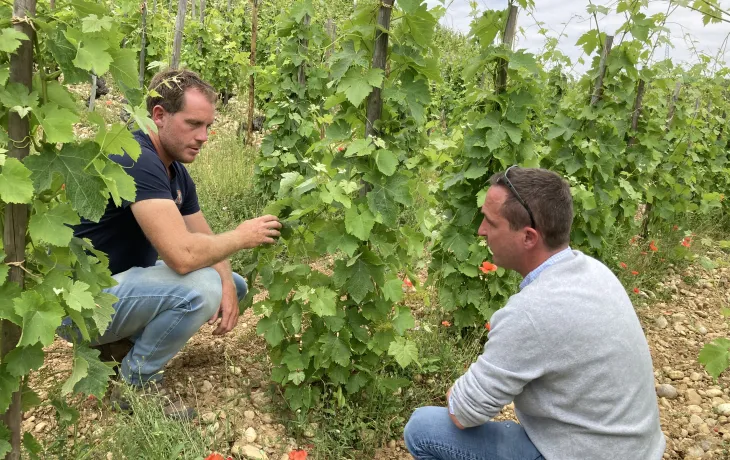 conseiller dans une cave coopérative