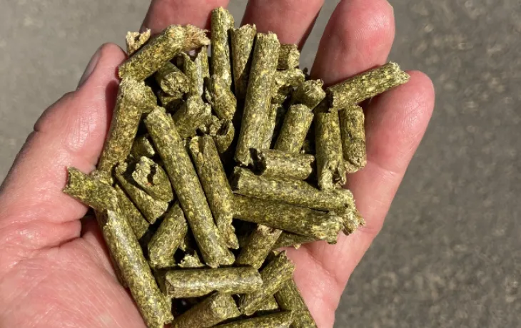 granulés de luzerne