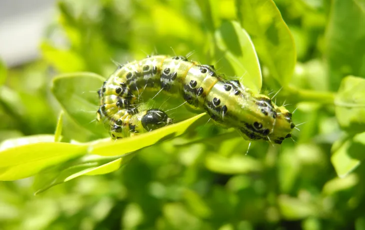 chenille biodiversité transition