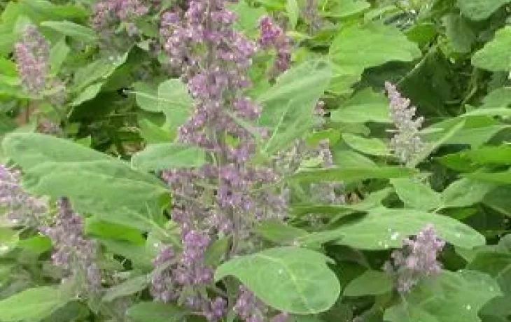 CAPL - Quinoa plante