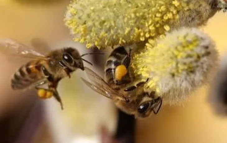 Cave de Turckeim abeille