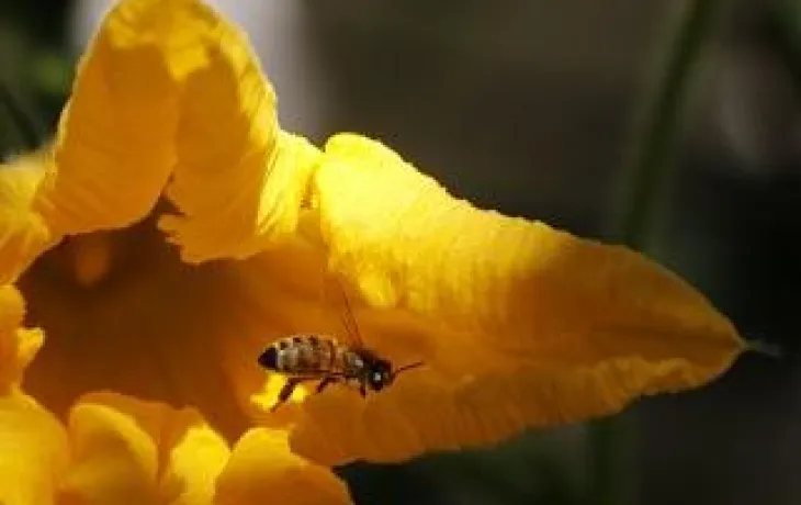 Cave de Turckeim fleur