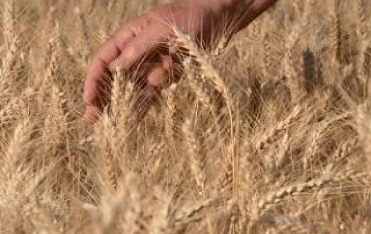 Limagrain - Céréales