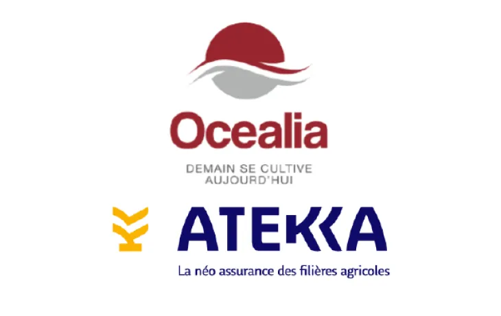 Logos Ocealia / Atekka