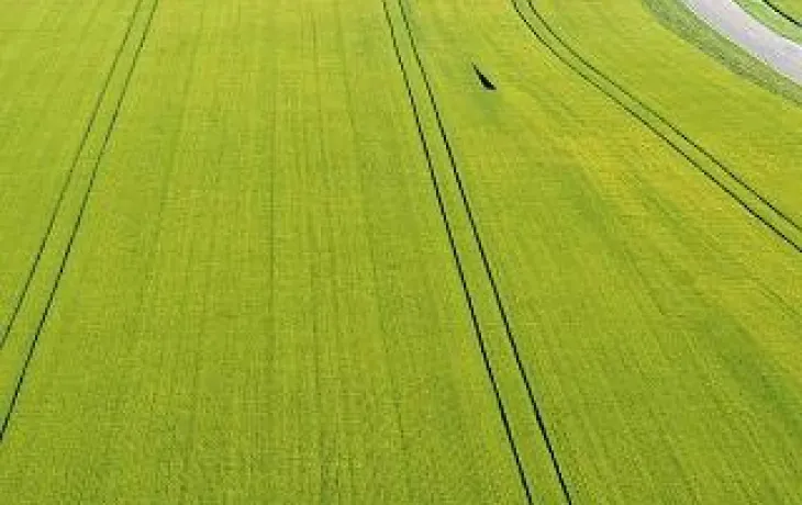 Scara - champ de blé