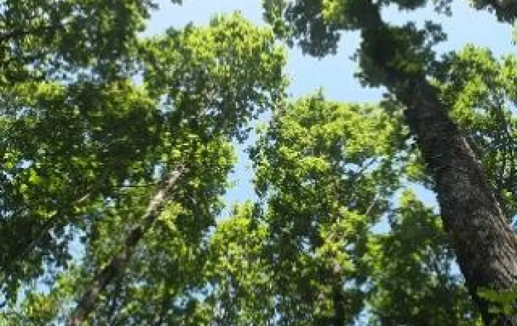 Union des Coopératives Forestières Françaises