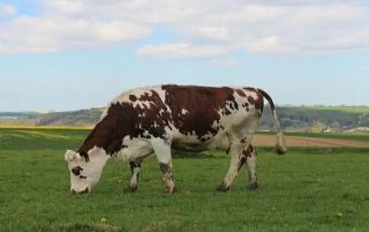 Champs vache - Prospérité Fermière