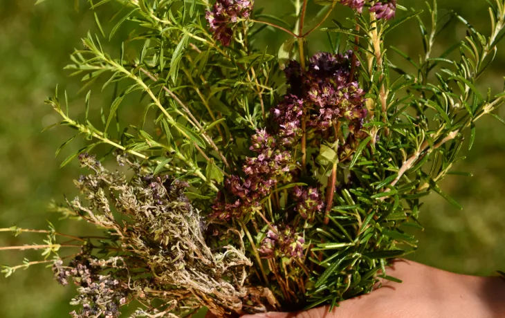 coopérative aromates de provence