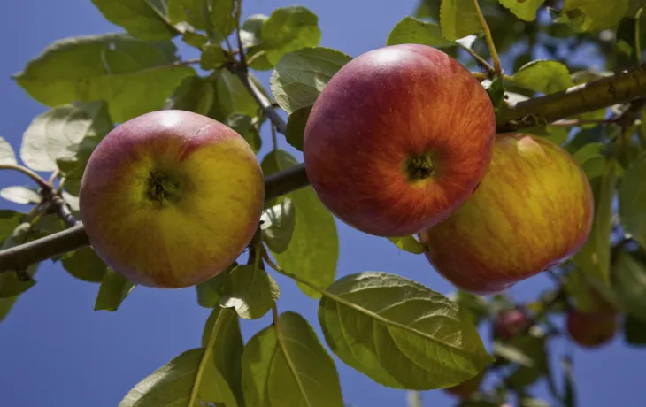Alpes coop fruit