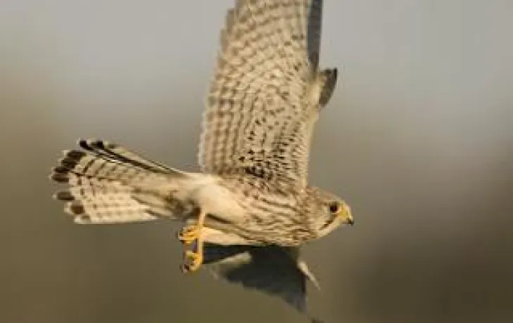 Coopérative Agropithiviers