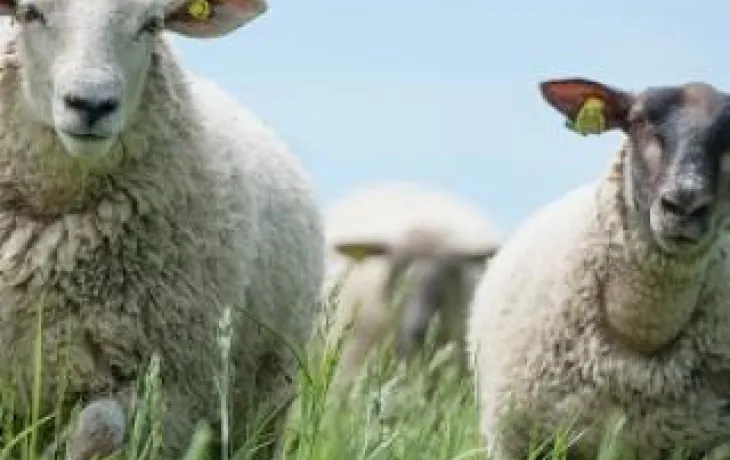 Coopérative Limovin