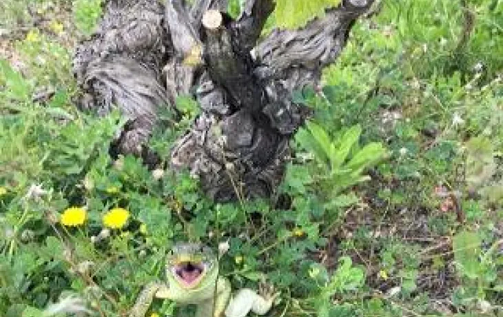 Ls ocellés présents sur les lézards sont les équivalents de nos empreintes digitales