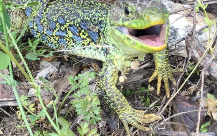 Lézard ocellé
