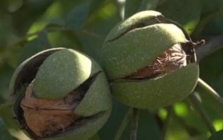 Unicoque produit aussi des noix pour le marché français et à l'export
