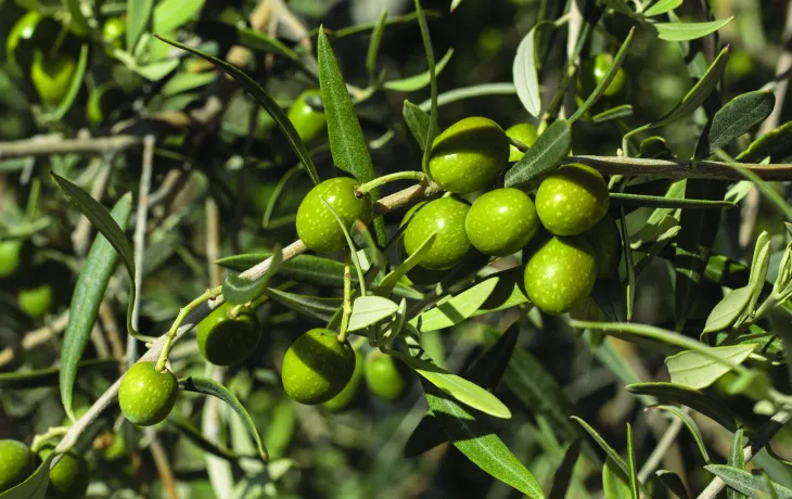 Maitres coopérateurs du sud