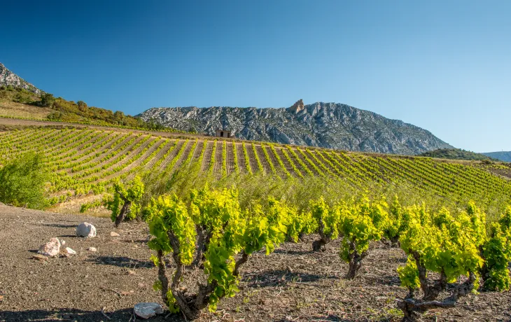 terroir du vertige