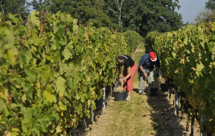 union des producteurs de saint émilion