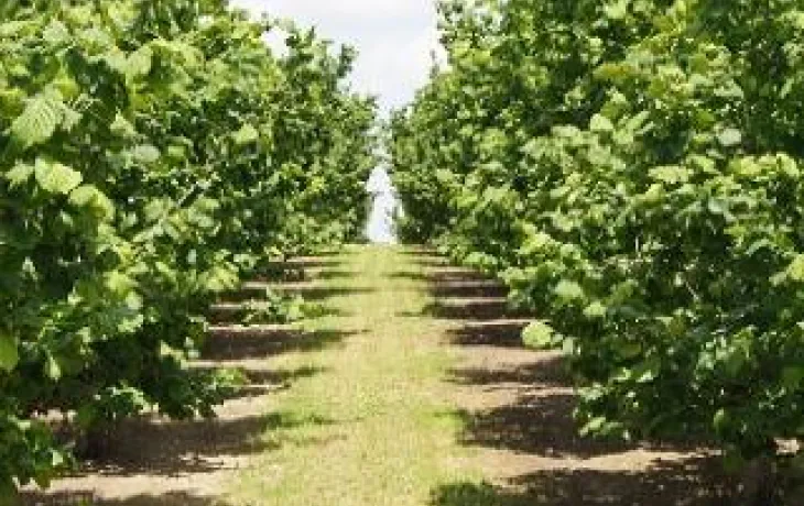 Vergers de noisettes