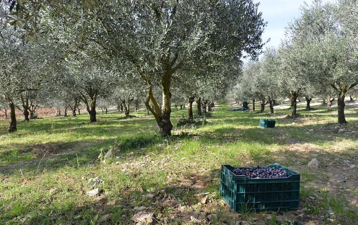 coopérative vignolis