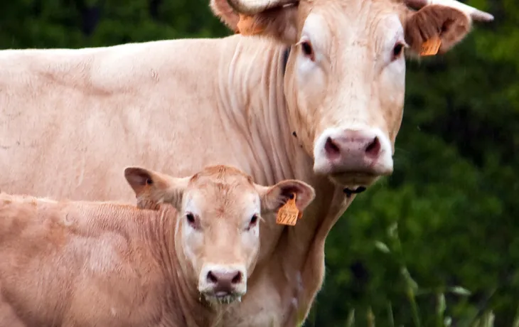 vache test pole animal