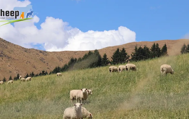 eurosheep 20 avril