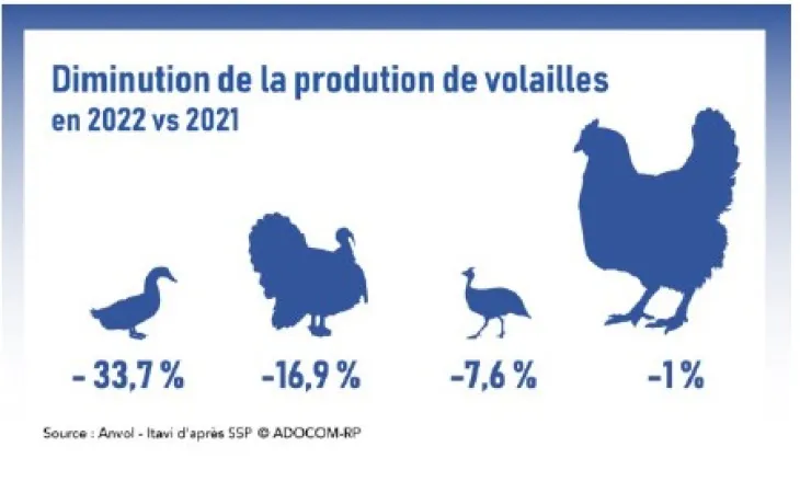 Diminution de la production de volaille 2022