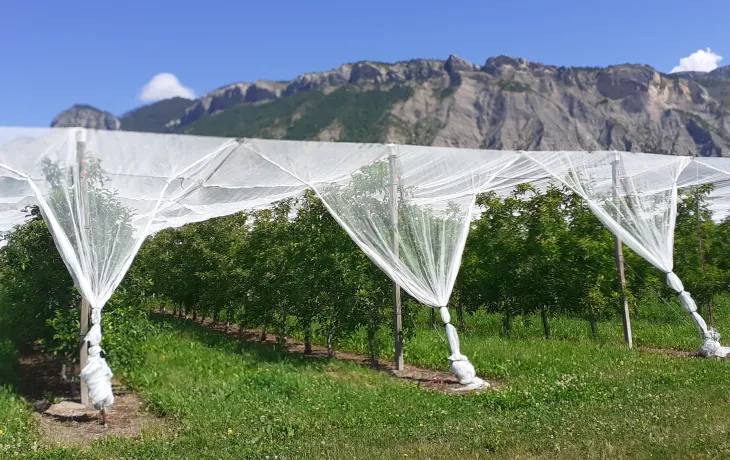 Paysage Terre Adonis